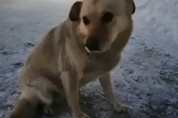 Найдена собака на ул. Московская, 86 в Пензе