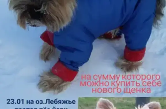 Пропала собака на пр-де Шейнкмана, 12, Казань.