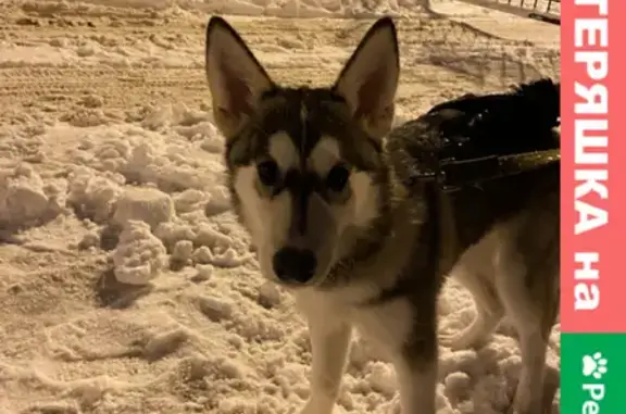 Найдена собака Хаски на Беговой, 229, Воронеж