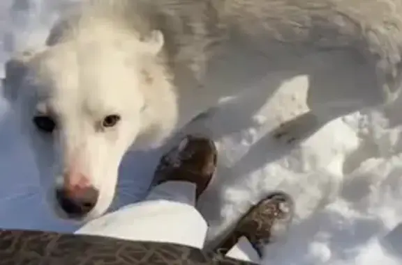 Пропала собака в районе Неженки, Оренбург.