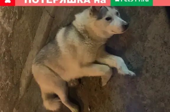 Собака Хаски найдена на улице Мира, 93Д.