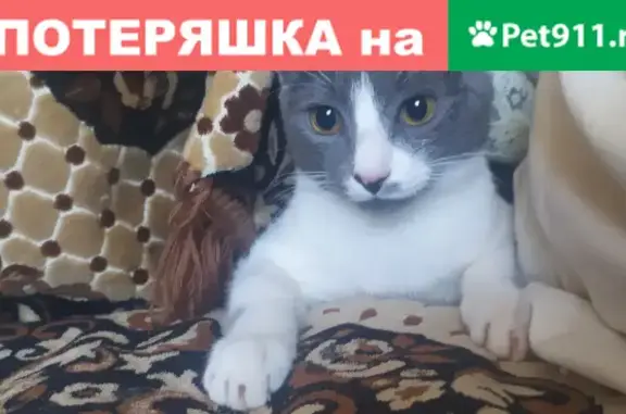 Пропал кот на ул. Дзержинского, Семилуки