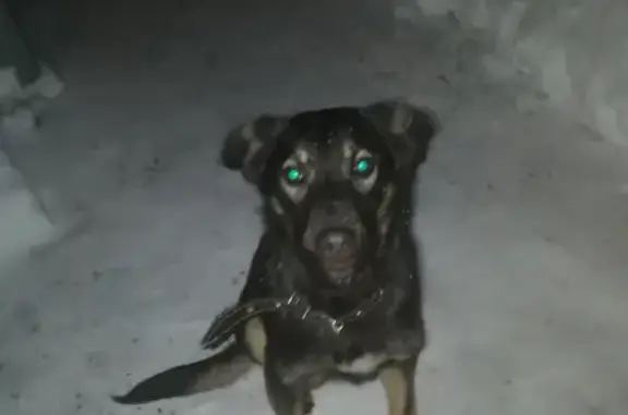Найдена собака с ошейником в 2-м Орджоникидзе