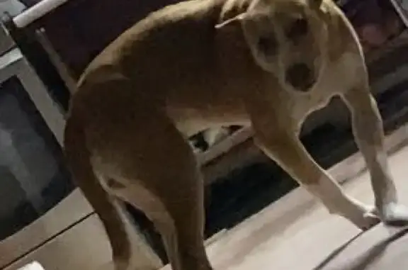 Потерянные животные Москва, фото: Пропала собака Арчи на Краснодарской, 51/2 Москва