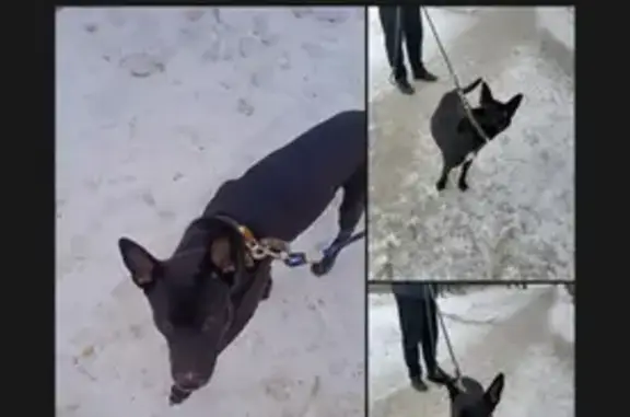 Собака Кобель найдена на ул. Суркова, Челябинск.