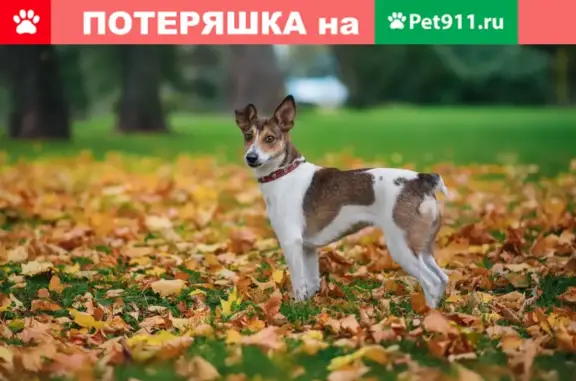 Пропала собака Мали на Софийской ул. 30 к2, СПб