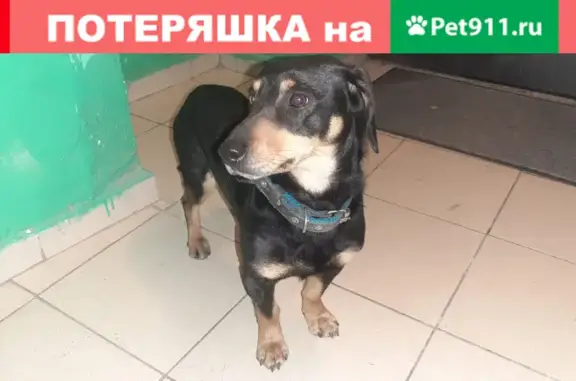 Найдена собака на 16 линии в Ростове