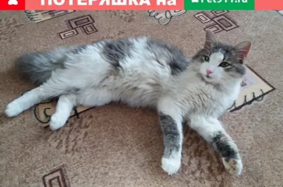 Пропала кошка на Садовой: помогите найти Семёна!