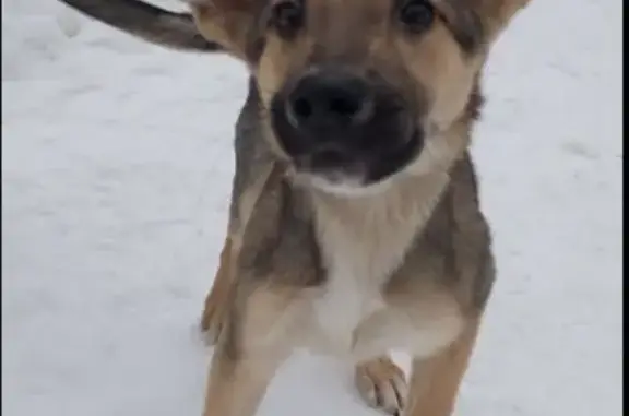Найдена собака Мальчик на улице Годовикова, Москва