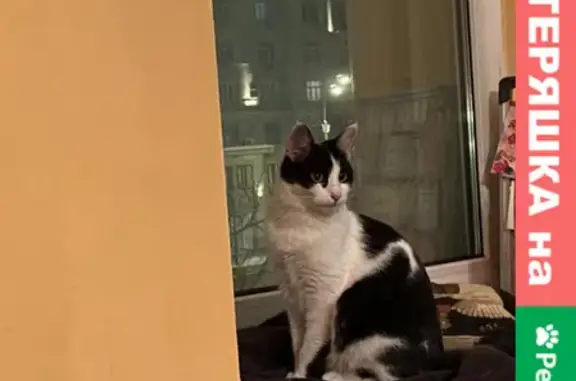 Найдена черно-белая кошка на Покровском бульваре