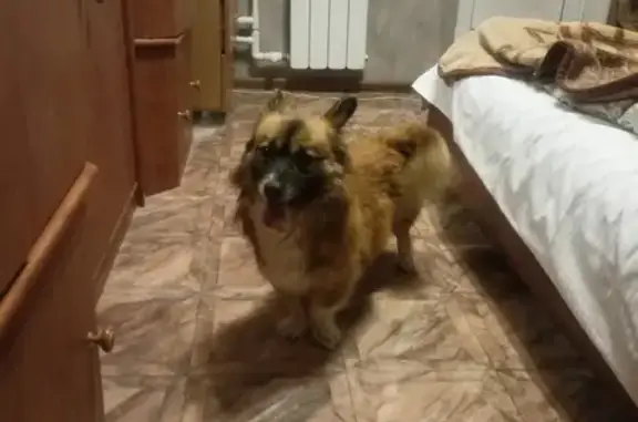 Найдена собака на ул. Зорге, Волгоград