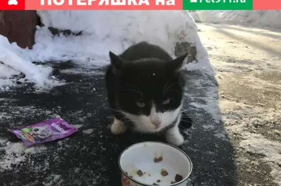 Найден домашний кот на ул. Габричевского, 3 к1, Москва