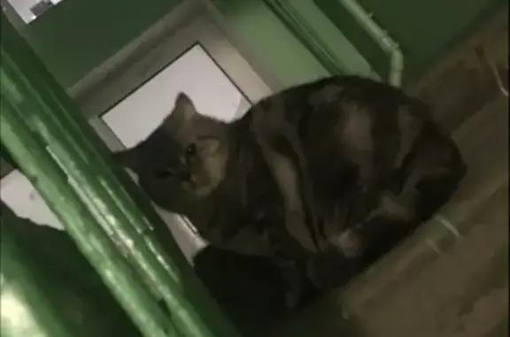 Найдена кошка на Западном бульваре, 13 в Ульяновске