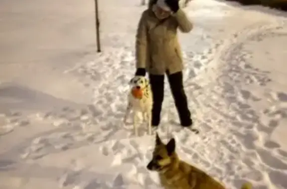 Собаки потеряшки, Москва, фото: Потеряшка собака-корги с пушистым хвостом возле Спасских ворот, Москва