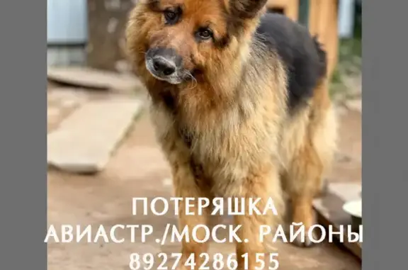 Пропала собака Лек на ул. Побежимова, Kazan