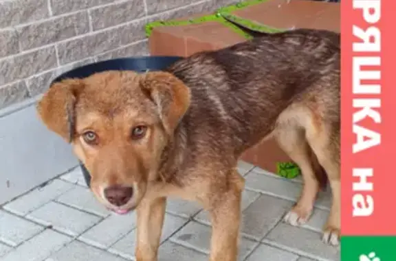 Найден напуганный щенок на улице Воронежской, 40