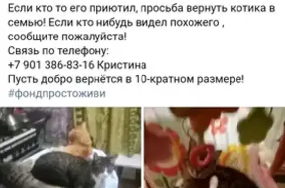 Пропала кошка на станции Бронницы, ул. Красноармейская 13