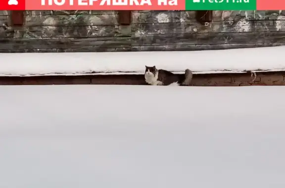 Найдена кошка рядом со школой, Спасские ворота, Москва