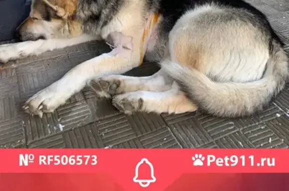Найдена собака в ЖК Андерсен, поселение Десёновское