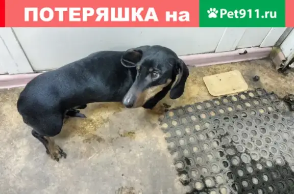 Найдена собака Такса на ул. Чайковского, Комсомольский пр.