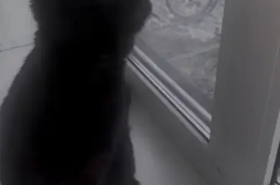 Пропала кошка Канеки во Владивостоке