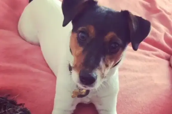 Собаки потеряшки, Санкт-Петербург, фото: Потеряшка собака на детской площадке, пр. Космонавтов 19