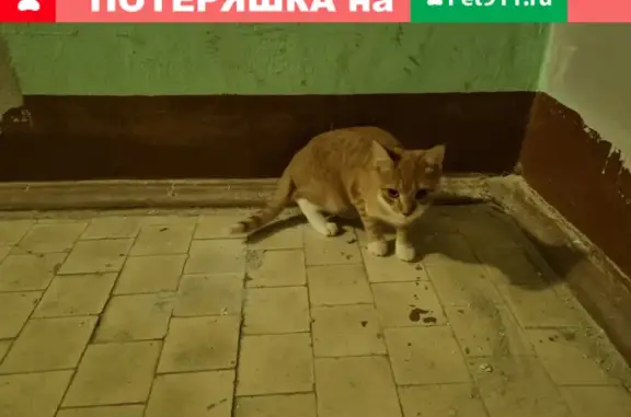 Найдена кошка на Учительской улице