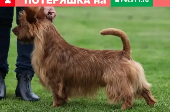 Собаки потеряшки, Санкт-Петербург, фото: Потеряшка рыжая сука австралийского терьера, вознаграждение 100 тыс руб. +79122428882, СПб, Дворцовая площадь.