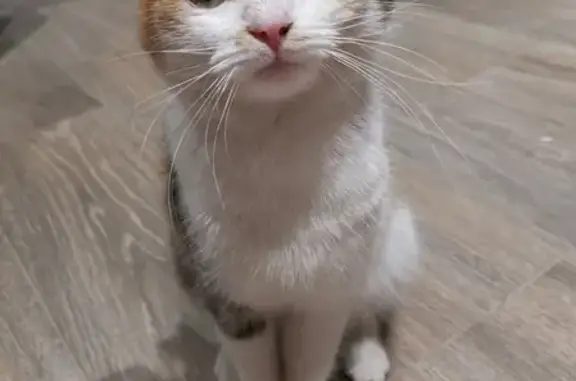 Найдена домашняя кошка в Ямном, Воронеж
