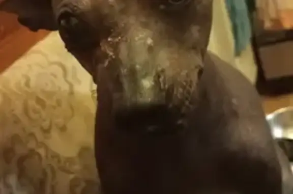 Собаки потеряшки, Санкт-Петербург, фото: Потеряшка собака Зэтта на пр. Культуры, СПб