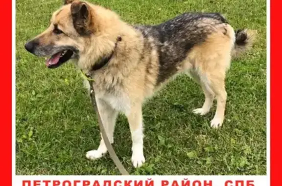 Пропала собака Торнадо в Петроградском р-не, СПб