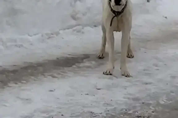 Собака Мальчик найдена на Свирской, 10 в Саратове.