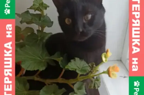 Кошки потеряшки, Ижевск, фото: Потеряшка кошка на ул. Пироговская, Ижевск