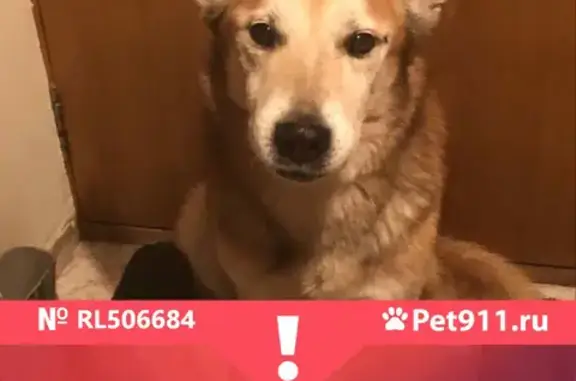 Найдена собака, Москва, фото: Найден пес Джим в Бражниково, ул. Лесная, д.1