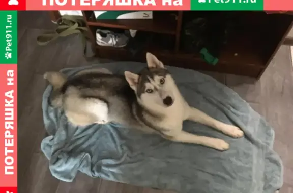 Собаки потеряшки, Томск, фото: Потеряшка собака Хаска на Комсомольском проспекте в Томске