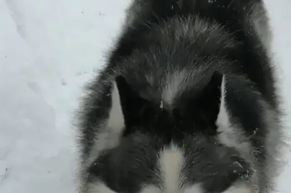 Собака найдена на Аятском озере