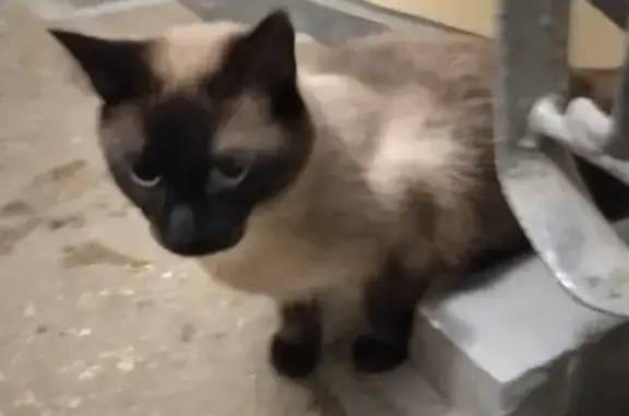 Найден молодой кот в Долгопрудном на пл. Собина