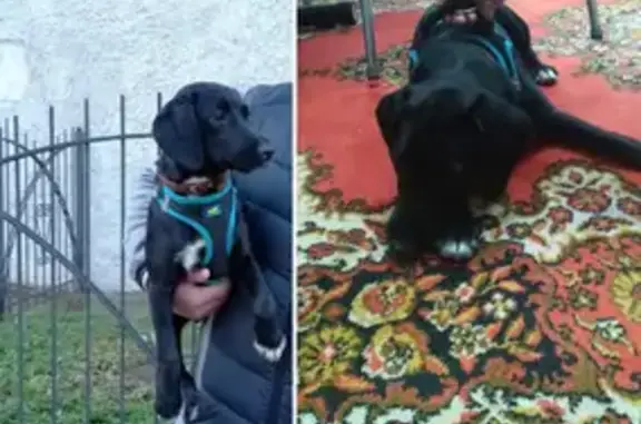 Найдена собака на Брусничка, Калининград