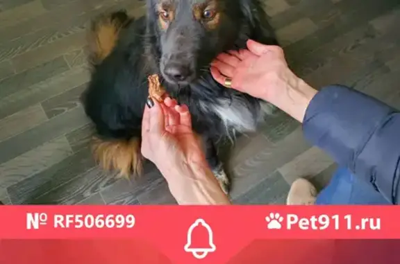 Найдена собака на ул. Трофимова, 13, Москва