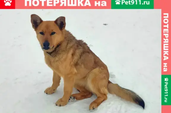 Найдена собака, Москва, фото: Найдены две собаки в Виноградово, МО