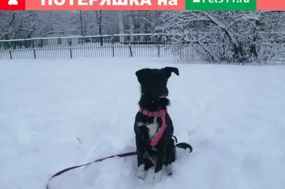 Пропала собака Белла в районе Отрадное, СВАО, с розовым поводком.