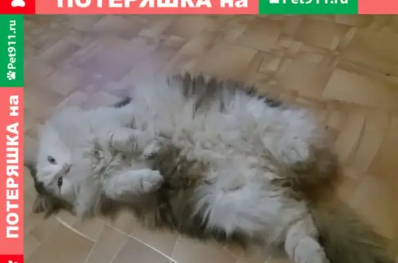 Кошки потеряшки, Казань, фото: Потеряшка пушистая кошка на проезде Шейнкмана, 12 в Казани