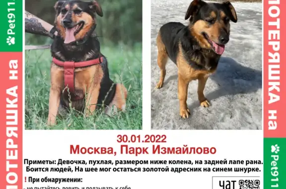 Найдена собака в Царицыно, ищет хозяина или новый дом