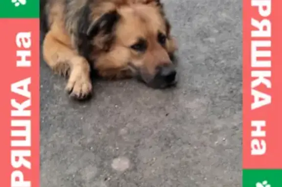 Найдена крупная собака на ул. Шостака, Севастополь.