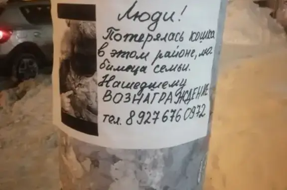 Кошки потеряшки, Казань, фото: Потеряшка кошка Барсик на улице Адоратского, Казань