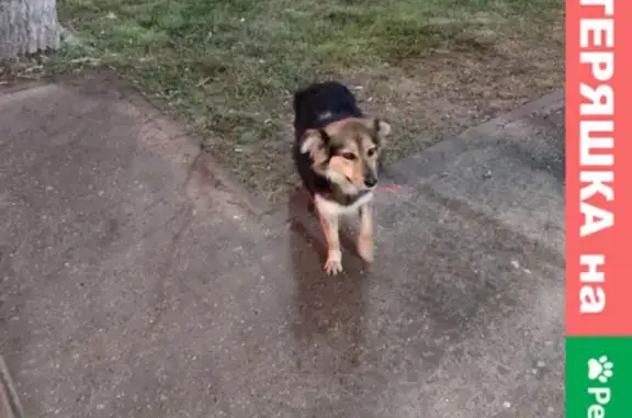 Найдена собака на улице Селезнёва, Краснодар