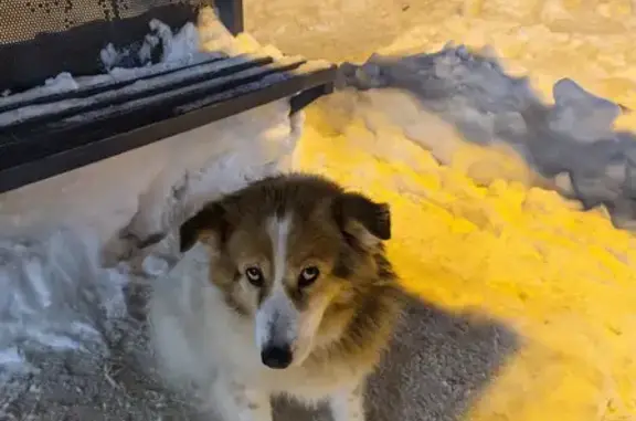 Собака найдена на улице Можайского, Казань
