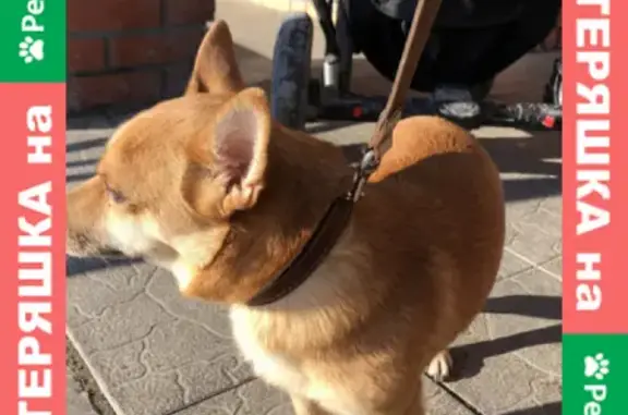 Собака на улице Обручева, Томск.