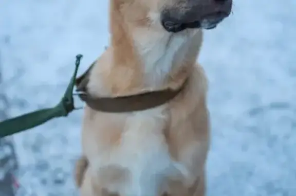 Найдена собака: Свердловская 11 «а», Красноярск