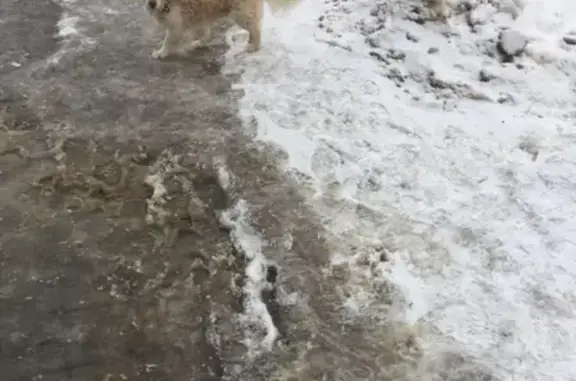 Найдена собака на ул. Чапаева, Воронеж